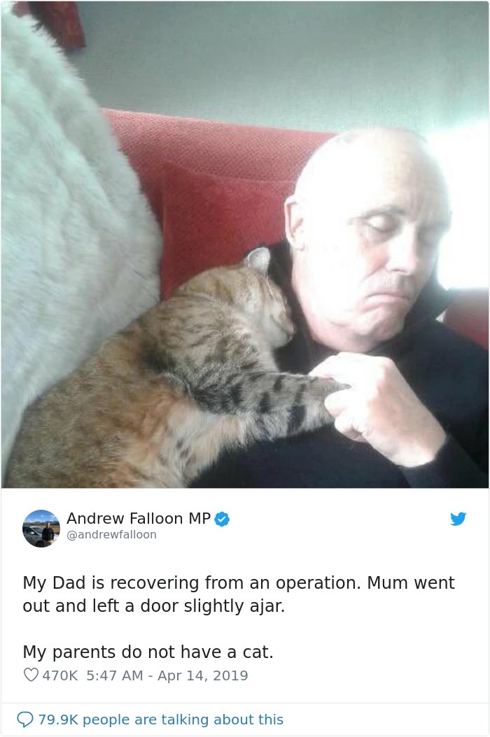 Man Recovering From Surgery Woke Up To Find A Stranger Cat Cuddling Him