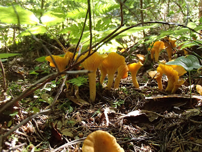 pieprznik jadalny Cantharellus cibarius