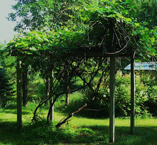 Grape Arbor