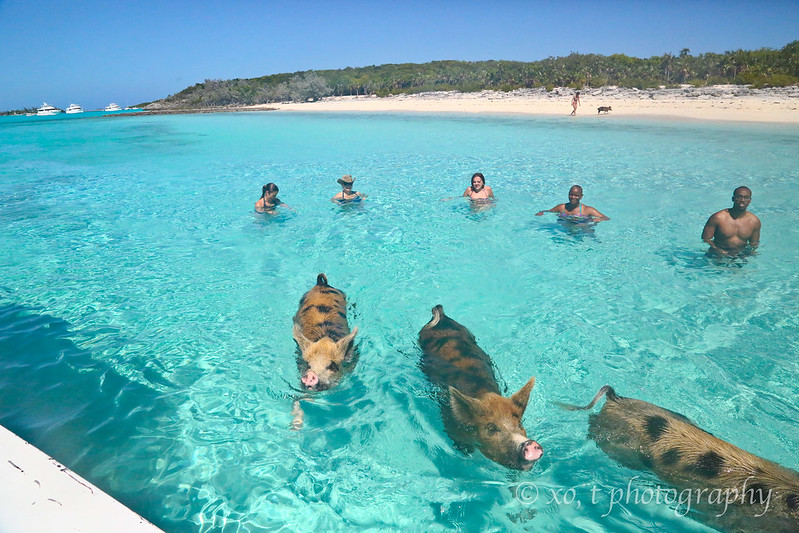 pig island,  pig beach,  exuma bahamas pigs, 	 pig beach bahamas,  exuma pigs,  big major cay,  pig island bahamas,  can pigs swim,  bahamas pig beach,  pig at beach,  pig beach,  pig on a beach,  pig on the beach,  pig swimming,  swim with pigs,  swim with pigs bahamas,  swimming pigs bahamas,  swimming pigs on bahamas,  swimming with pigs,  swimming with pigs bahamas,  swimming with the pigs bahamas,  the swimming pigs,