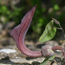 http://wild-flowers-of-europe.blogspot.nl/2015/03/aristolochia-baetica.html