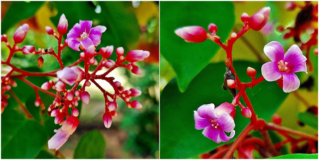 Karambola, oskomian pospolity, starfruit, gwiezdny owoc (Averrhoa carambola) - kwiaty, kwitnienie, roślina, pokrój, wygląd, jak kwitnie karambola, jak wyglądają kwiaty karamboli? Zapylanie, pochodzenie, wygląd, budowa kwiatu, jak powstaje i jak rośnie owoc karamboli. Ciekawostki na temat roślin egzotycznych, owocowych, tropikalnych, użytkowych.