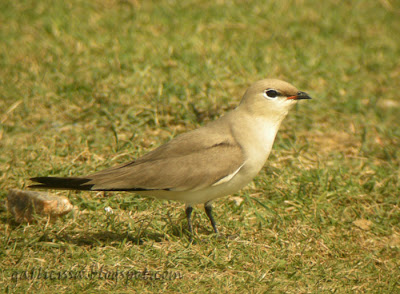 Small Pratincole