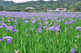 Iris fields and visitors Ogimi Okinawa