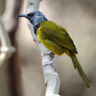 Oriole warbler bird mp3