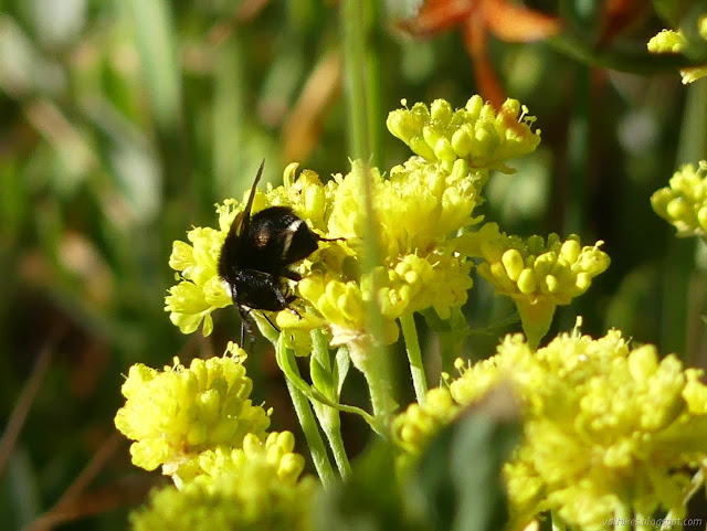 yellow faced bumblebee on sulfur buckwheat