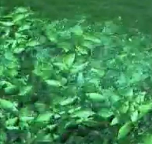 Fish farming can be categorized into Three based on method of farming