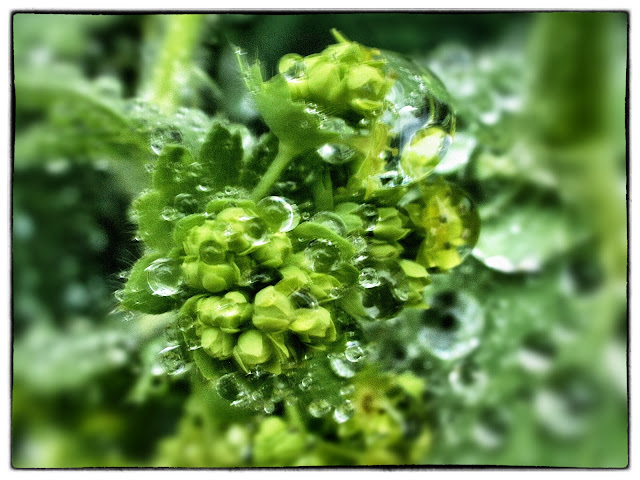 Rain Drops, Conservatory Garden, Central Park, NYC