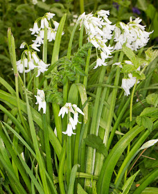 Three-cornered Leek, Allium triquetrum.  Roundabout Wood, 8 May 2015.