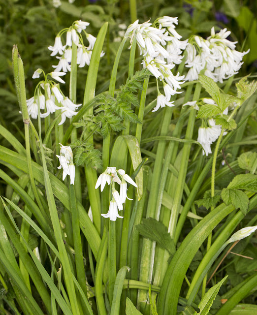 Three-cornered Leek, Allium triquetrum.  Roundabout Wood, 8 May 2015.