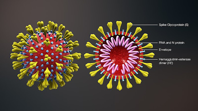 Corona virus diagram showing spikes and RNA and n proteins
