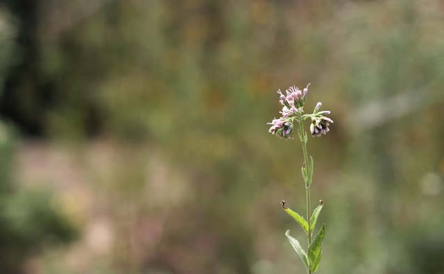 Joe-Pye Weed Flowers