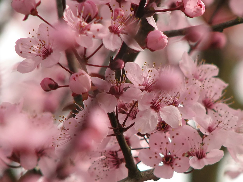 Cherry Blossom pictures.