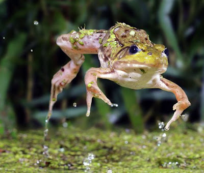 Fascinating High Speed Photographs Seen On  www.coolpicturegallery.net