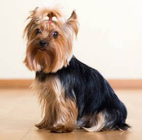 Yorkshire Terrier