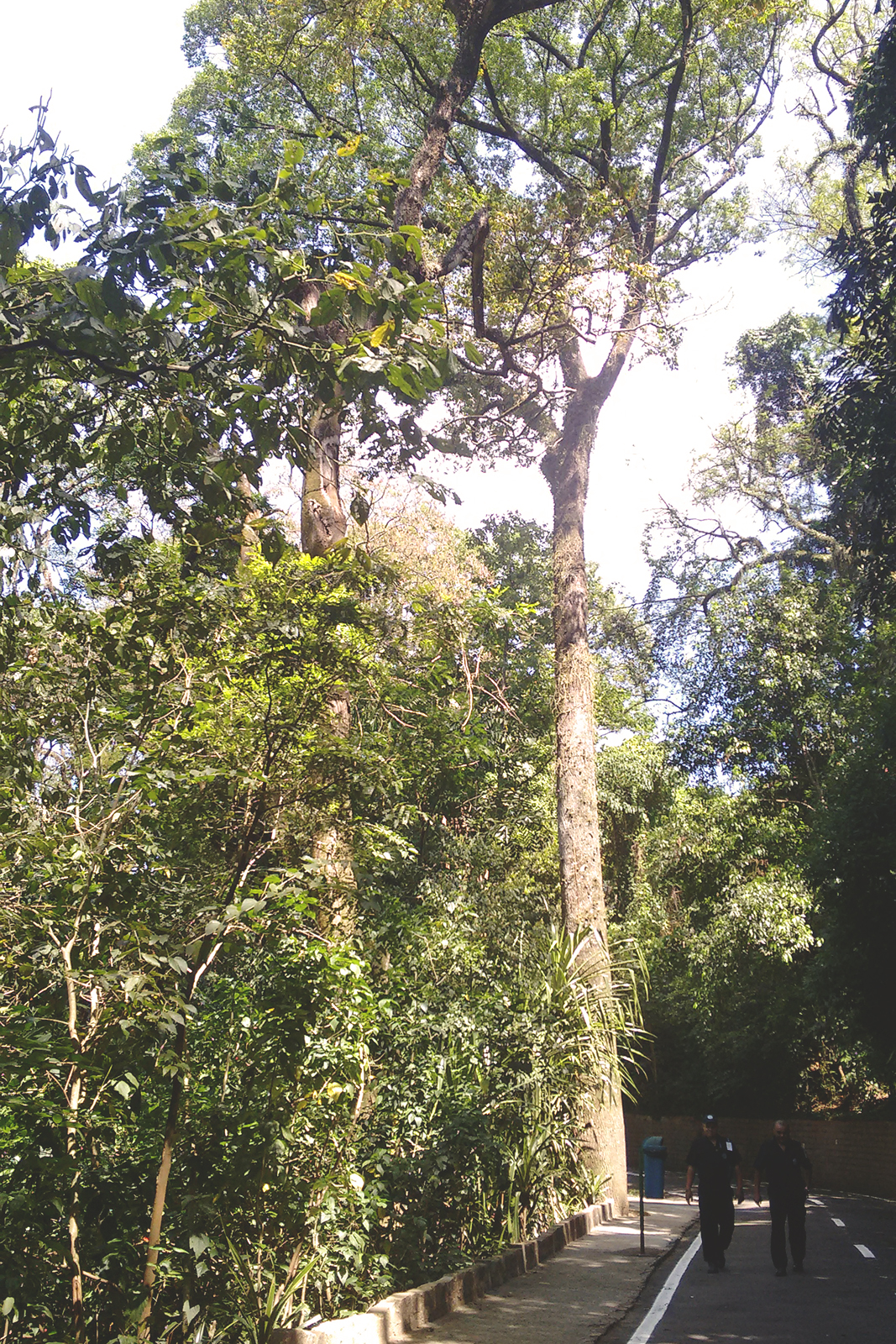 árvores grandes altas bosque dos jequitibás Campinas