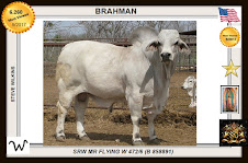 The Grey Brahman most viewed in this Blog with 1955 views