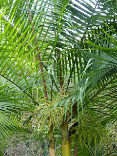 Dypsis baronii - Palmier canne à sucre 