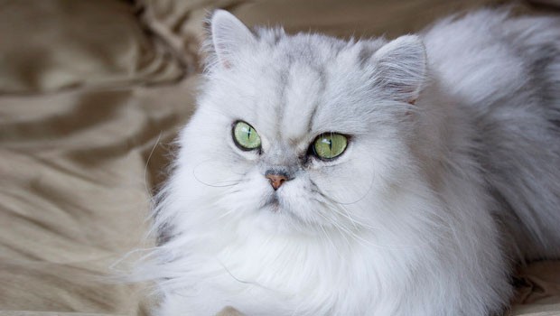 Persian cat