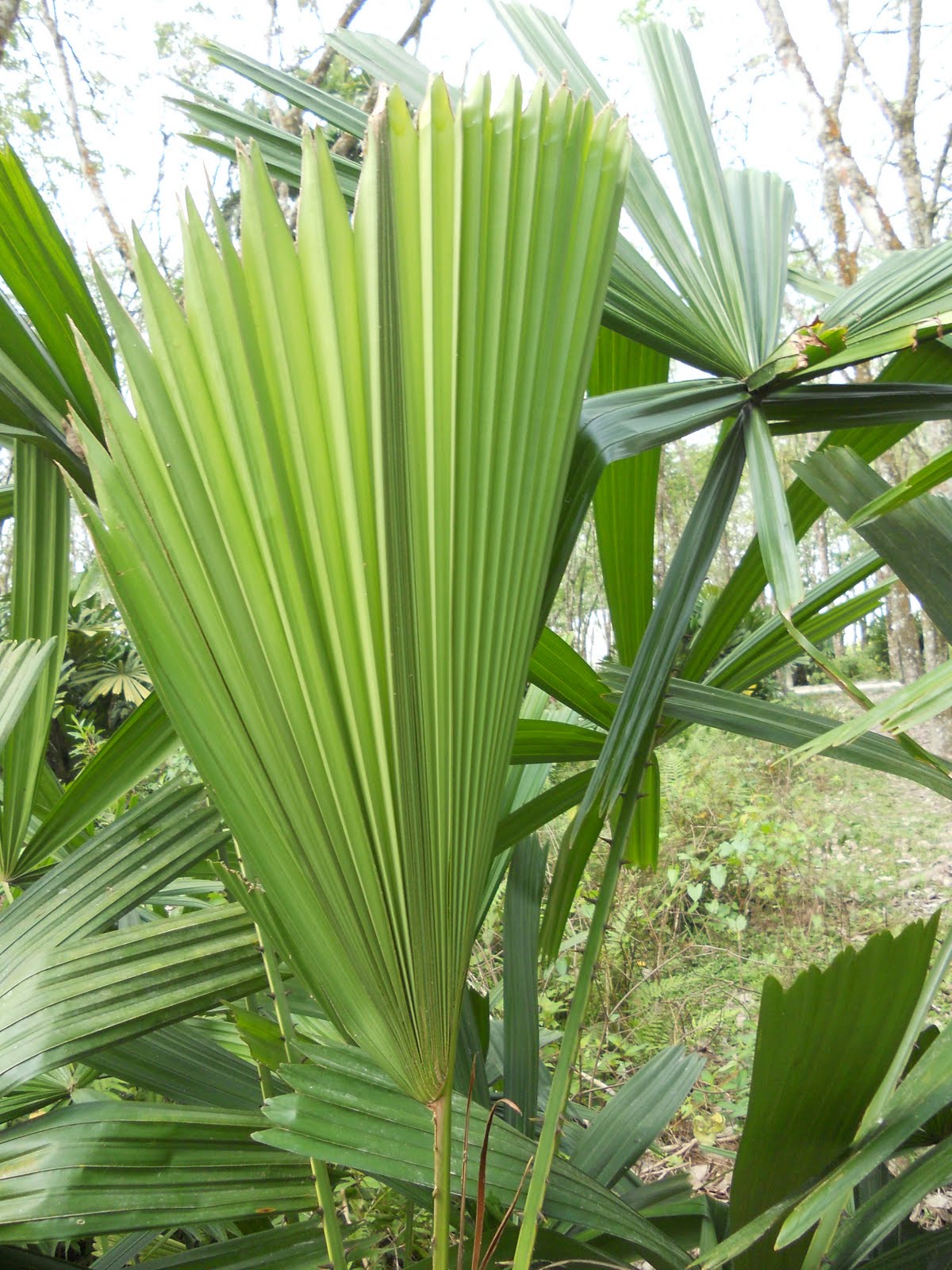 Nota Hijau Cerita Daun Pisang Mewarnai Buah Pisang Dengan 