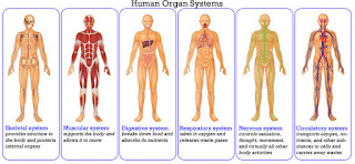 9 Sistem Organ Pada Manusia dan Fungsinya