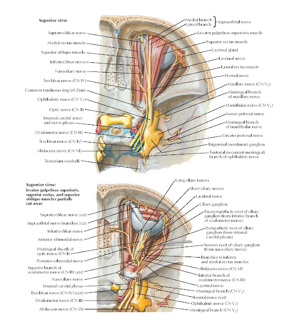 Nerves of Orbit Anatomy