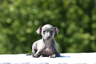 Italian Greyhound puppy for sale