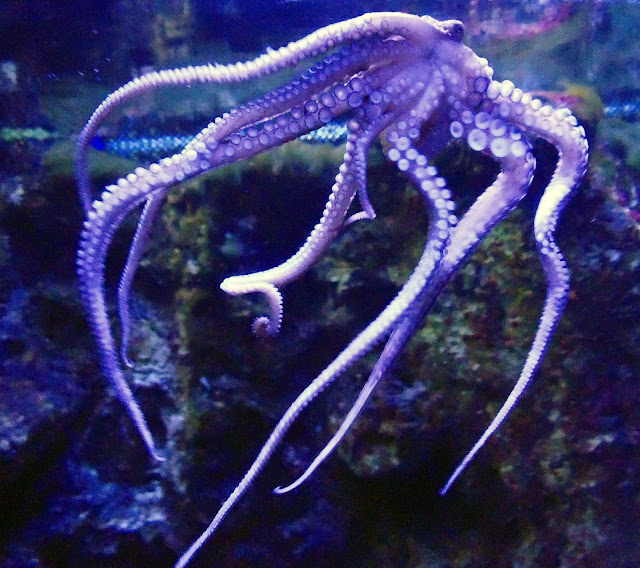 Octopus 