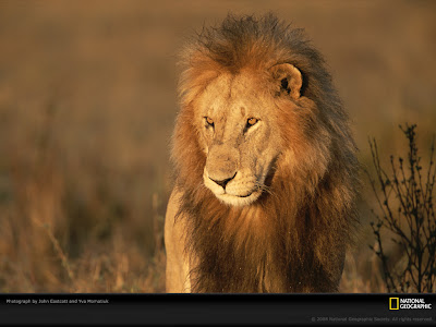 wallpapers national geographic. National Geographic Lion