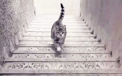 Is cat going up or down stairs? Personality test