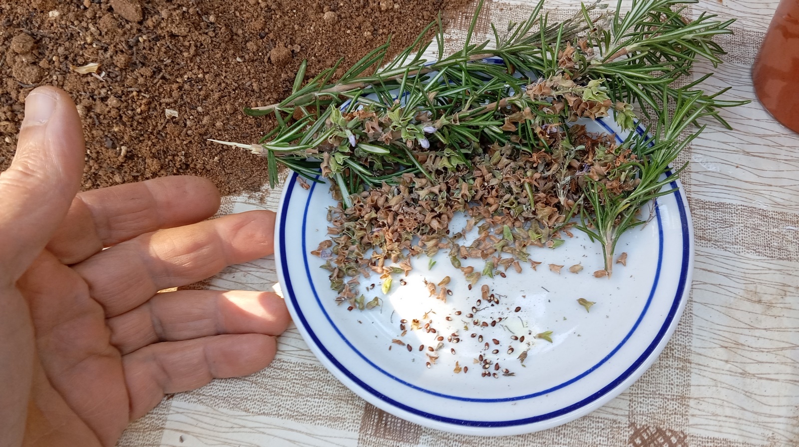 Rosemary seeds are small, elongated, and typically dark brown to black in color.