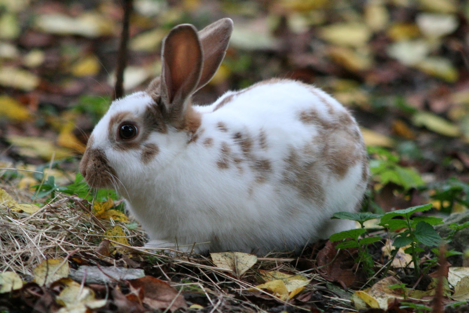 English Spot Rabbit Mix