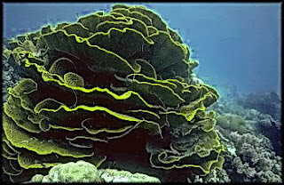 leaf coral colony