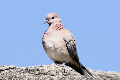 Laughing Dove