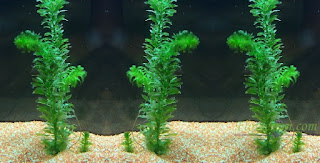 tanaman background aquascape