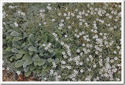 110508_Cerastium-tomentosum