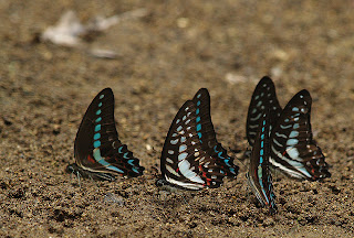 Travel Advisor Bantimurung National Park Makassar