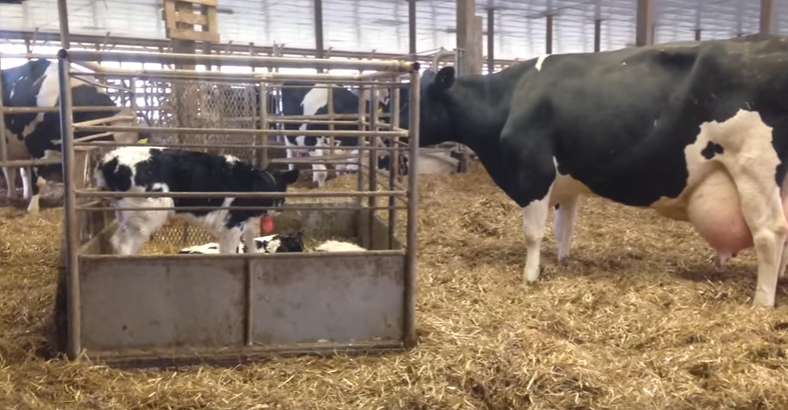 Video Prompts Animal Cruelty Charges against Dairy Factory ...