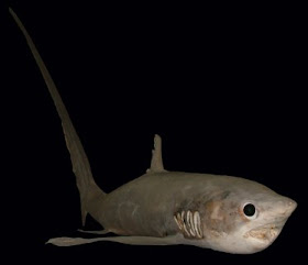 bigeyethresher-shark