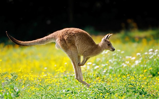 ekor kangguru