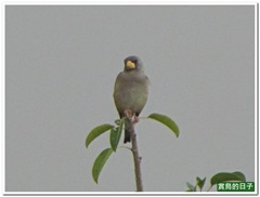 20111130_140216_073_HuaJiang