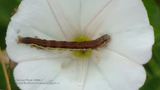 Acontia (Emmelia) trabealis caterpillar DSC117455
