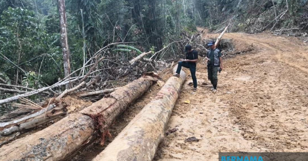 Jabatan Perhutanan Sabah rampas 45 kayu balak  Buletin Sabah