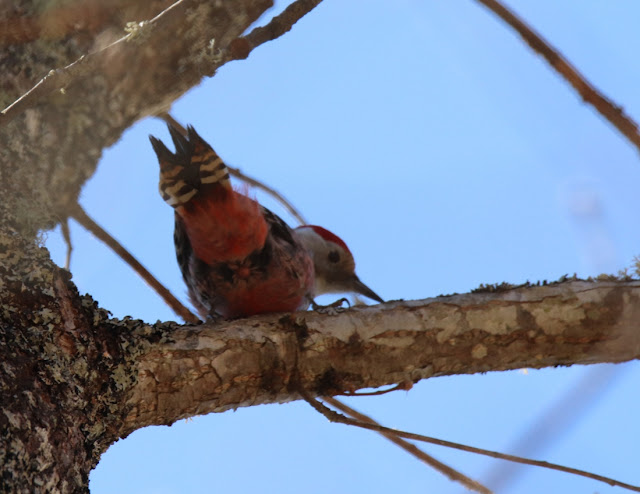 Pico mediano (Dendrocopos medius)