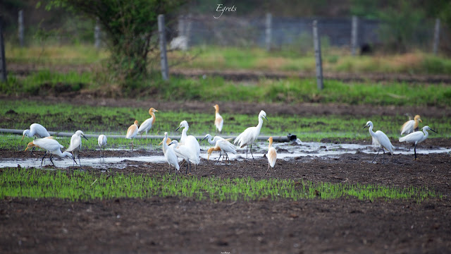 Cattle Egret गाय बगुला, सुर्खिया बगुला (Bubulcus ibis)