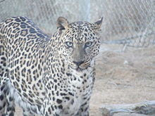 Foto Macan Tutul Arab (Panthera pardus nimr)