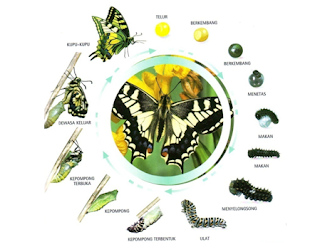 Metamorfosis Sempurna dan Tak Sempurna
