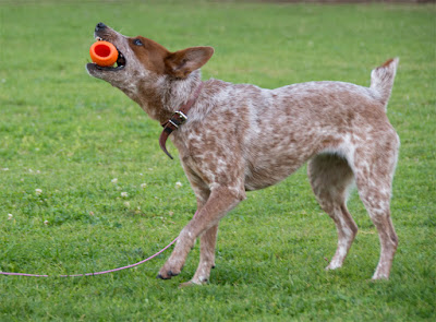 Made in the USA durable chew toy for hiding food