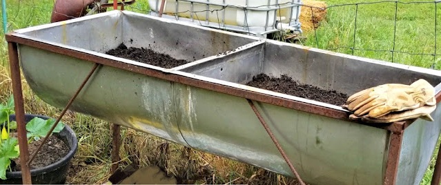 A metal sink where I grow sweet potatoes. It's so easy to garden in this raised bed.