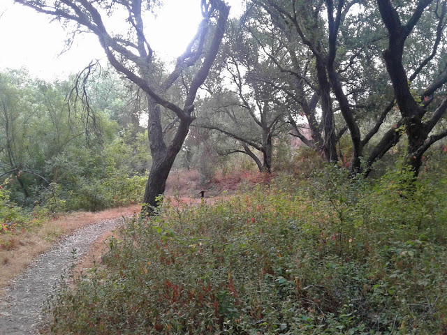 Blue Sky Ecological Reserve typical trail through the oaks